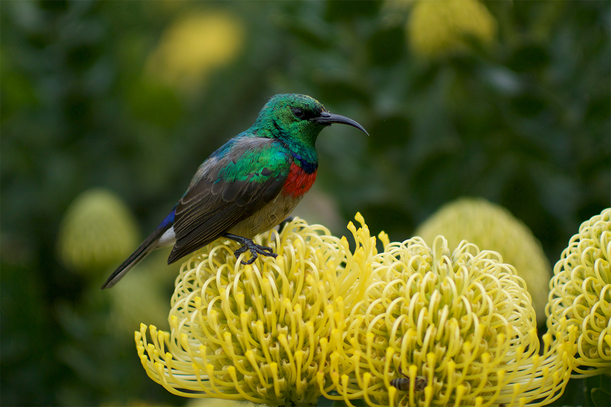 How to Photograph Birds in Flight
