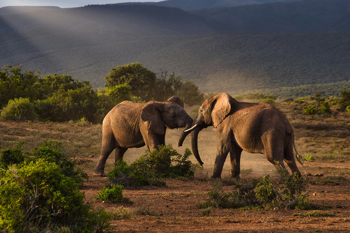 How to Capture Better Wildlife Moments