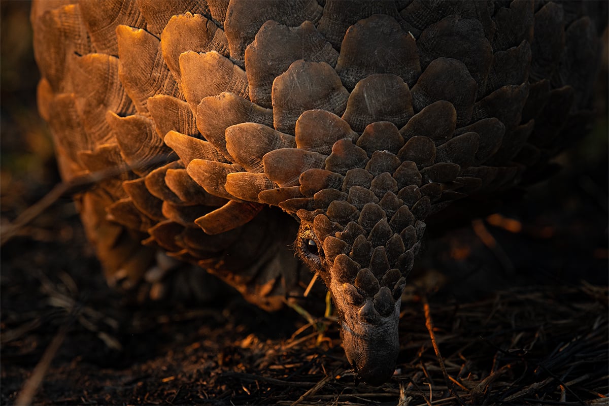 Pangolin eating insects on the ground.