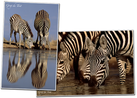 Zebra Herd