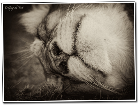 13_Ndutu_Lioness_Sleeping_Sepia