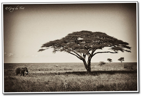20_Serengeti_Bull_Elephant_and_Acacia_Sepia-copy