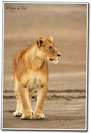 36_Serengeti_Lioness_Portrait_ODP-copy