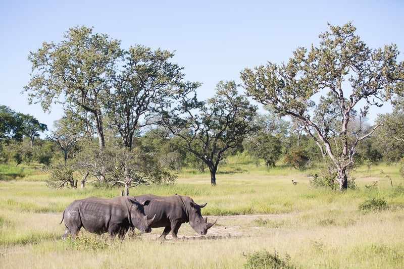 Rhinos in Manyeleti