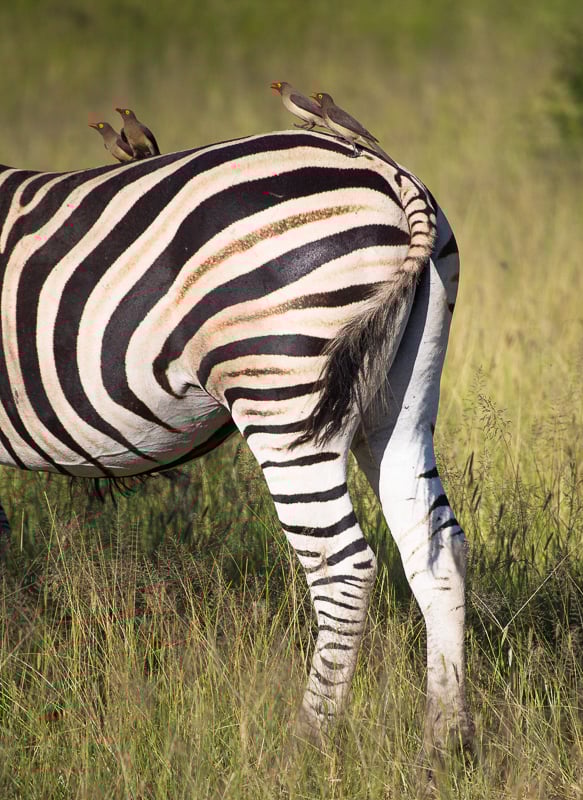 Zebra at Manyeleti
