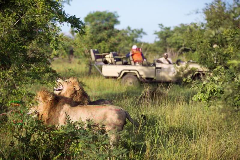 Viewing lions in Manyeleti