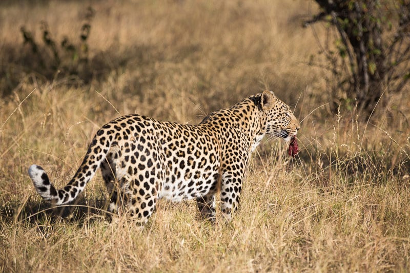 A female leopard walks away with a chunk of fresh meat during feeding time.