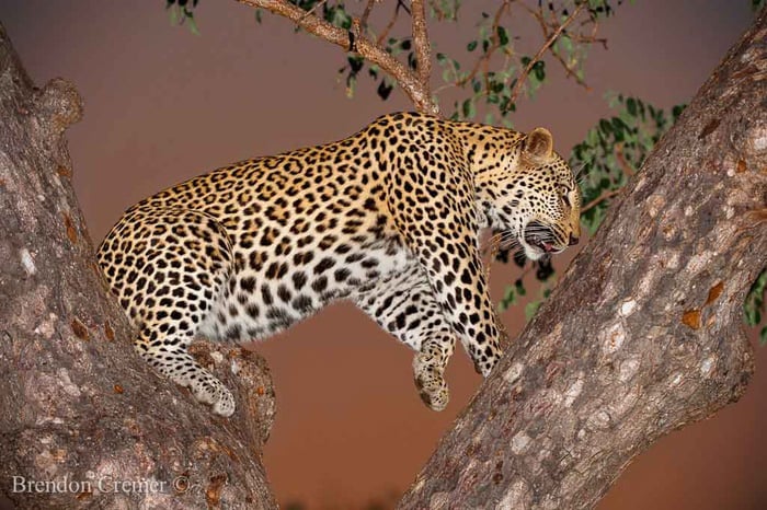 leopard climbing in tree