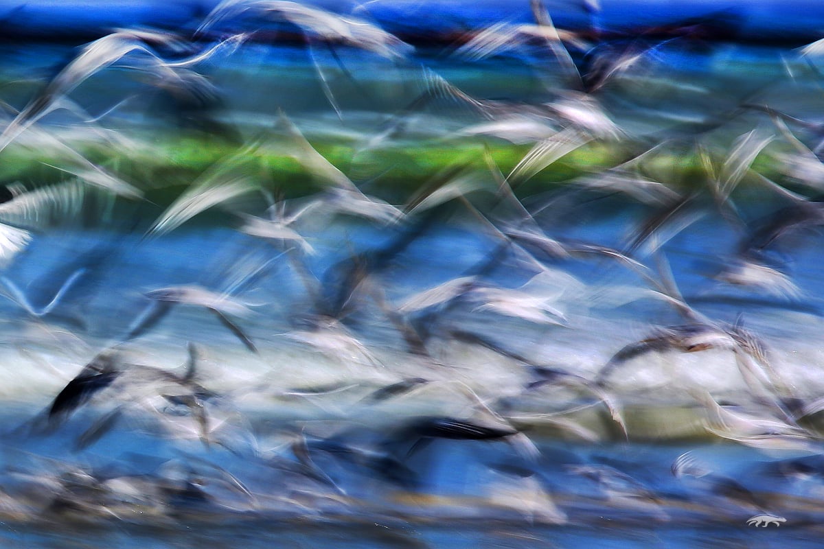 BLOG-GOLDENHOUR-OUTDOORPHOTO-2 motion-blur-birds