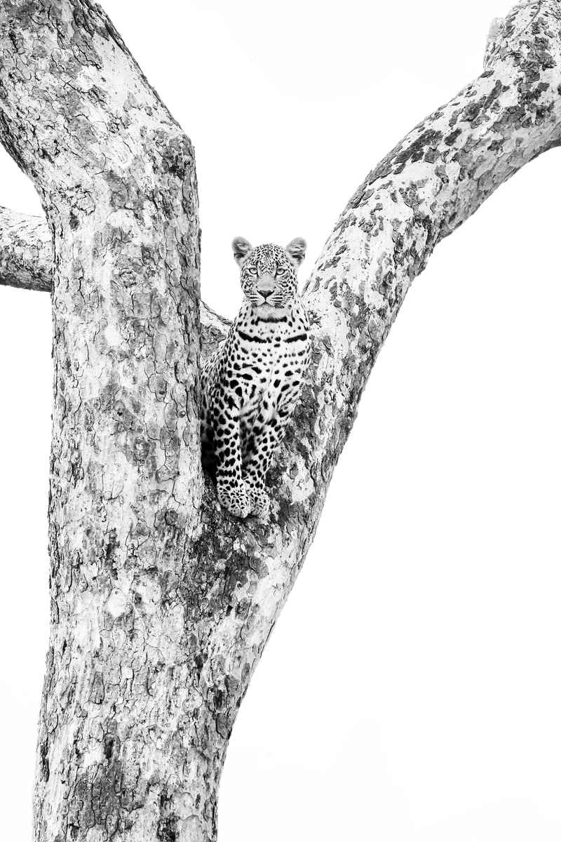 BLOG-GOLDENHOUR-OUTDOORPHOTO-6 leopard-high-key