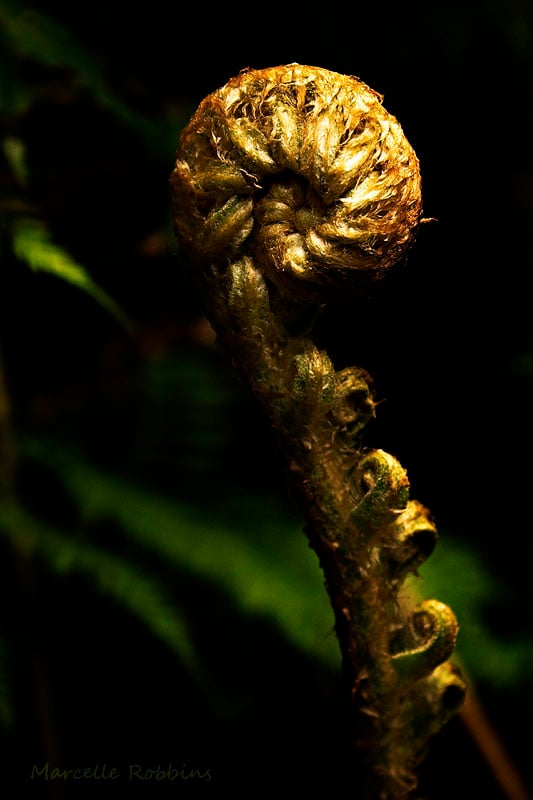 A new shoot unravels from a fern