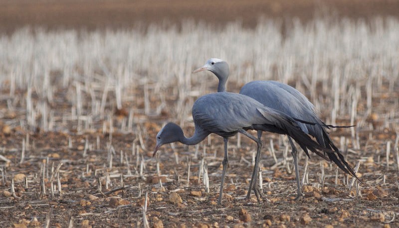 Two Blue Cranes walking together
