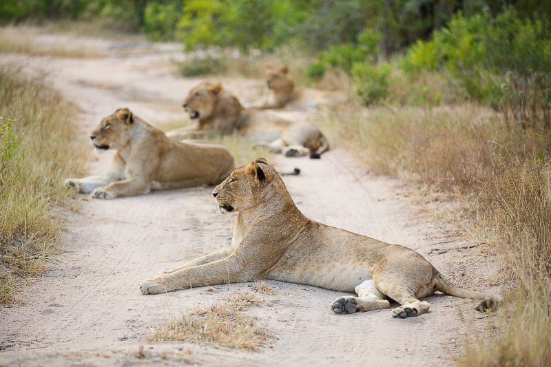 The Breakaway lion pride forms a roadblock near camp.
