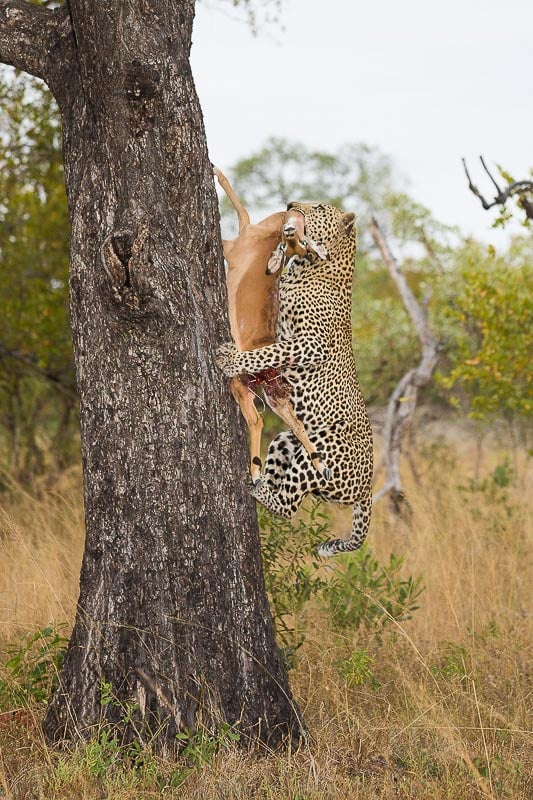Anderson shows off his immense power by hoisting an impala into a marula tree.