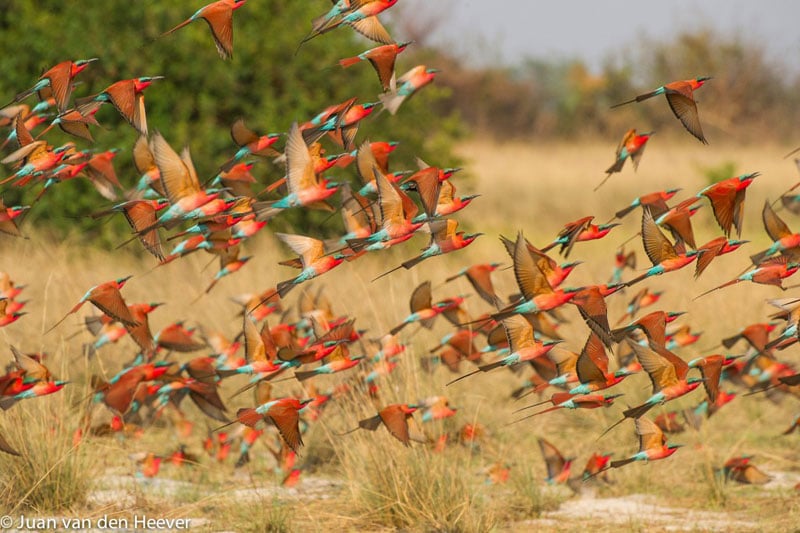 Swarm of Southern Carmine bee-eaters taking of from the ground