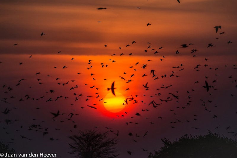 A flight of Southern Carmine bee-eaters flying across the sunset
