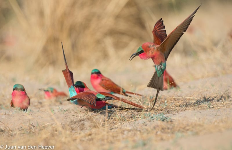 Two southern carmine bee-eaters