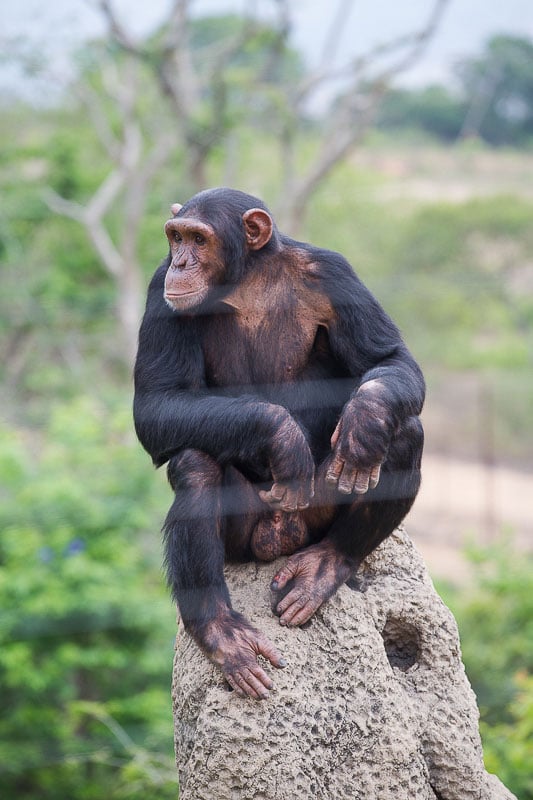 Photographing the chimps through the fence is possible, but not easy.