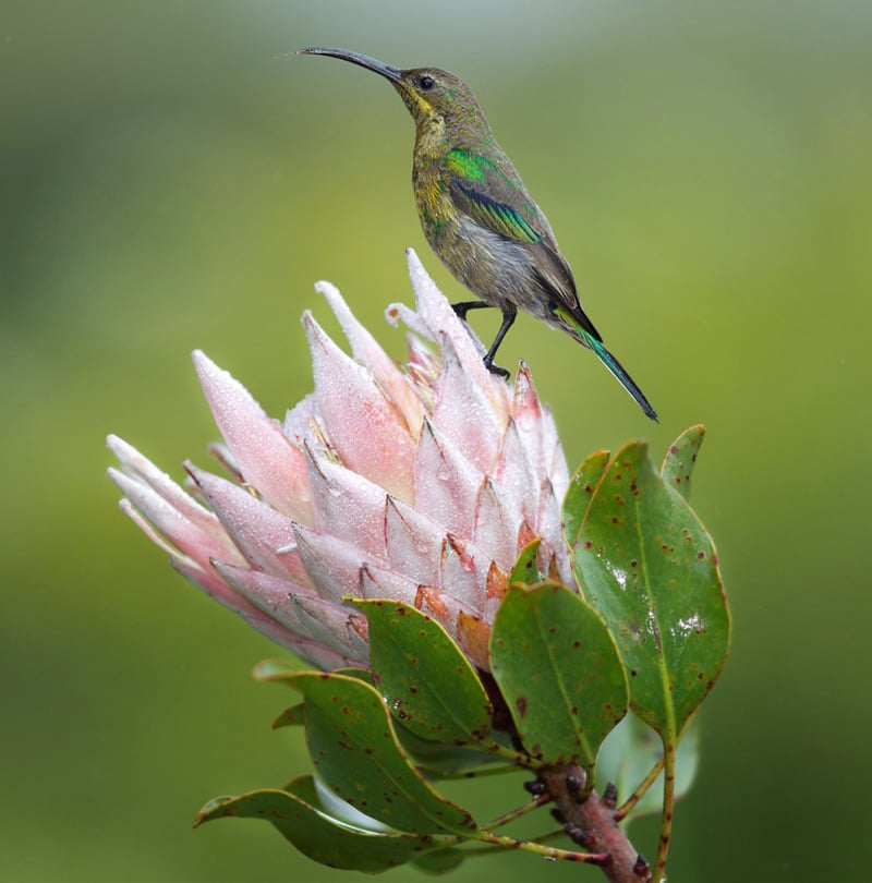Sunbird on Protea