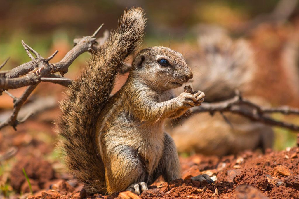 Ground Squirrel eating a nut