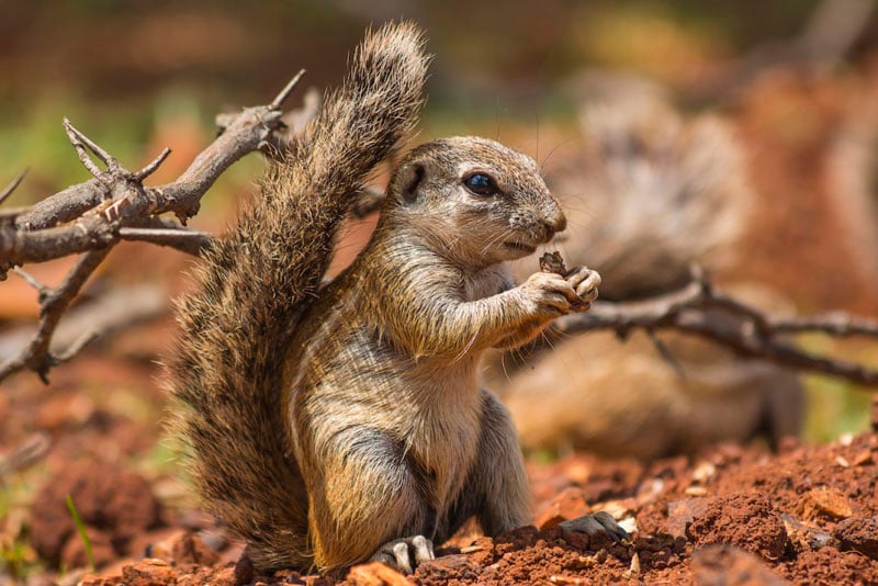 Sharpened Image of a Ground Squirrel eating nut