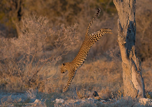 leopard leaping out of tree