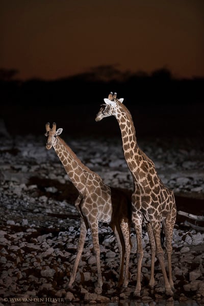 Two giraffes at night