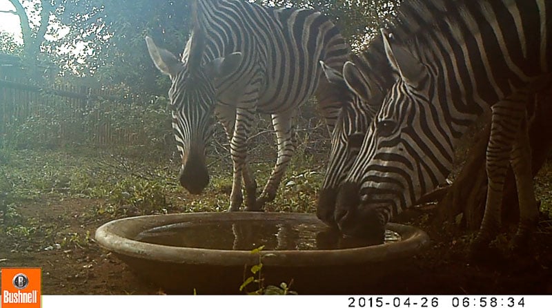 A herd of zebra can easily finish the water in one go