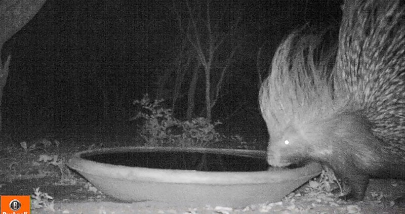 Porcupines are some of the most regular visitors at the waterhole at night