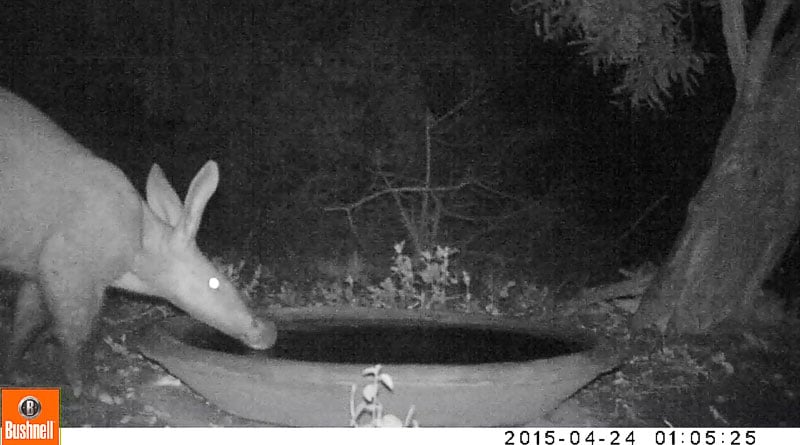 Aardvark quenches its thirst at waterhole