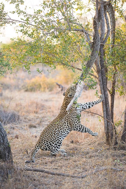 A leopard pulling a snakes body down from a tree