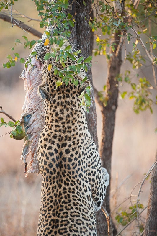 The leopard still trying to pull the python out of the tree, much of the tail has been devoured