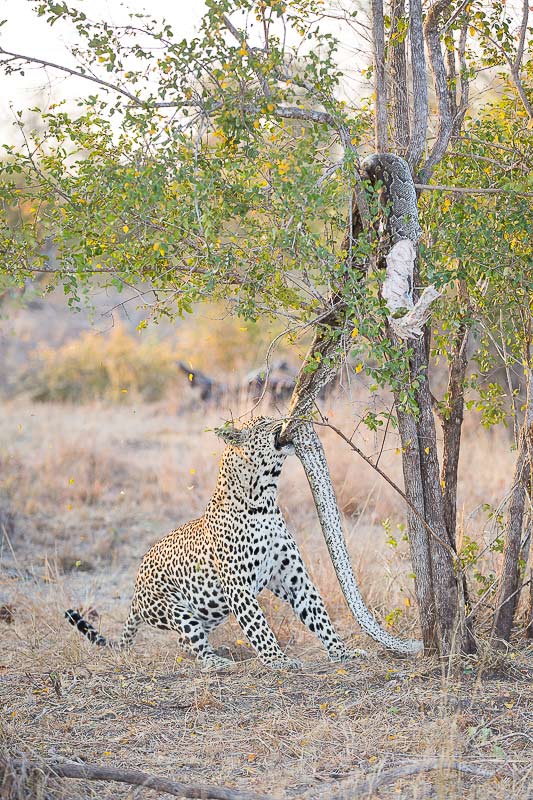 Leopard pulling hard to get dead python unstuck from tree