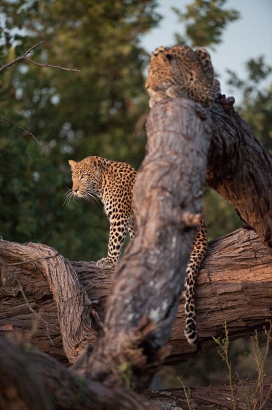 Two young leopards keep out of harm’s way on a fallen camel thorn tree trunk