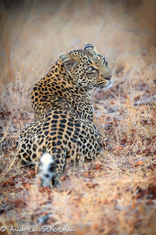 Leopard lying in grass looking over shoulder