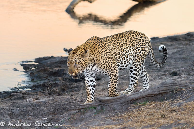 Leopard walking next to river
