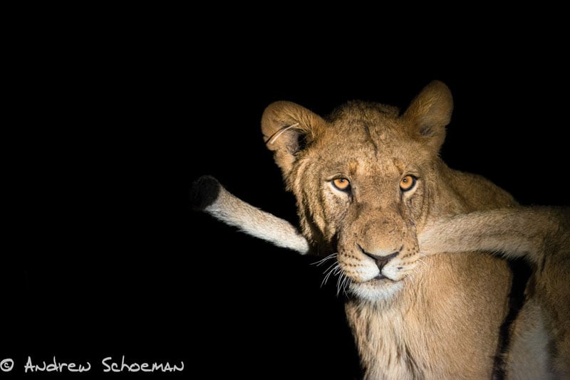 Image of lion at night lit up with spotlight