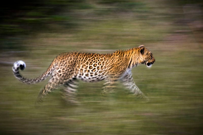 Leopard running through grass