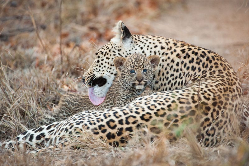 What's The Difference? Cheetah Vs Leopard - Safari Ventures