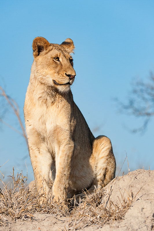 Ideal photographic opportunity of lioness