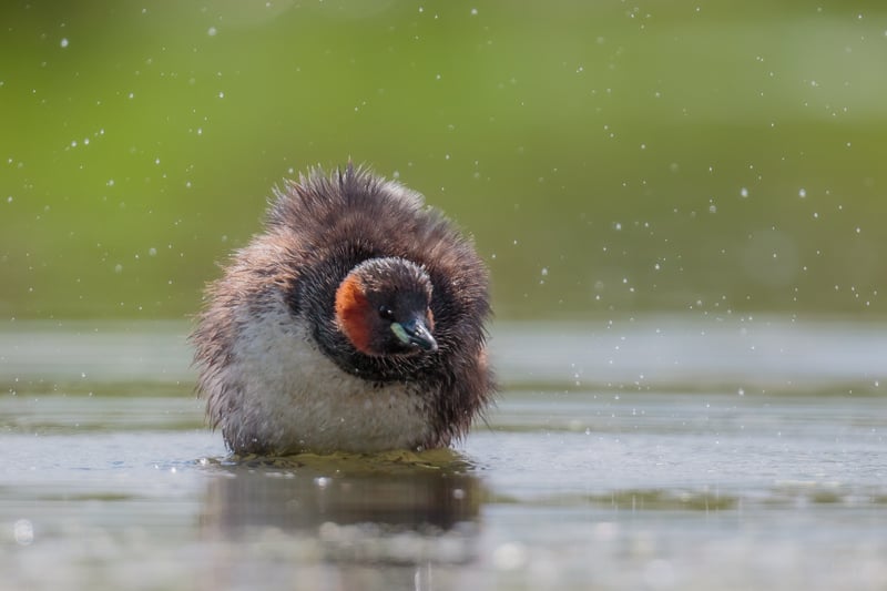 A Little Grebe has a shake, Zibulo South Africa