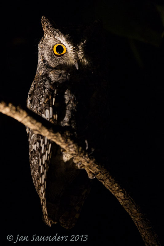 Front view of Scops Owl in low light