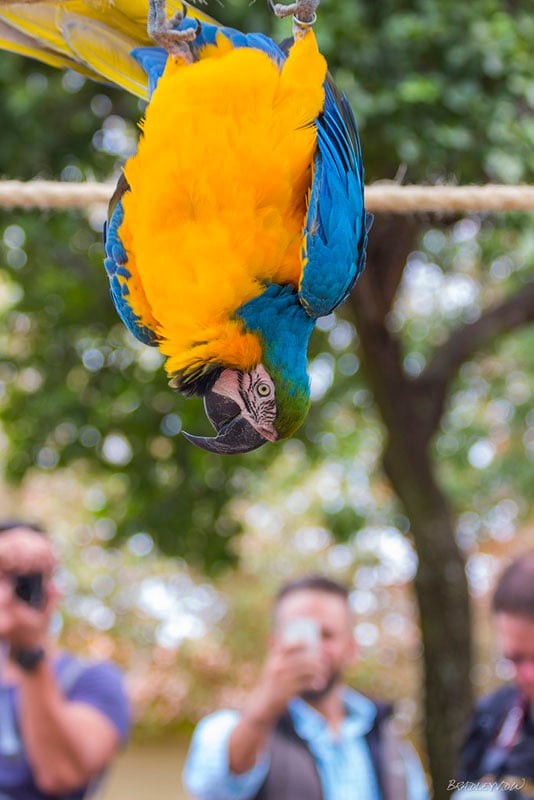 Macaw hanging upside down on a branch