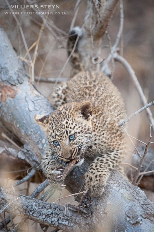 Leopard cub playing in fallen tree