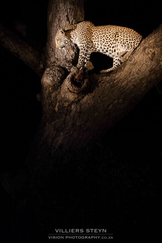 Leopard in Tree with Spotlight on her