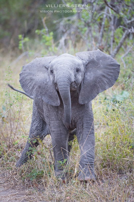 Elephant calf mock charging