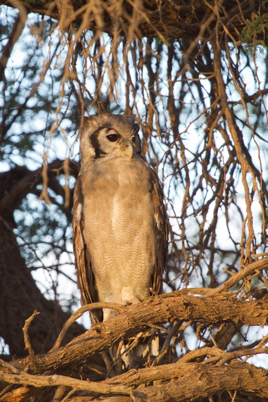 Large Owl in Camet thorn tree