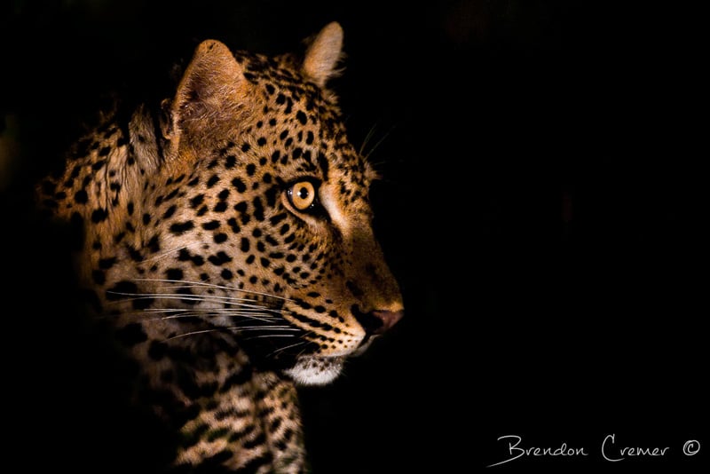 Low Key Wildlife Photography With Brendon Cremer Outdoorphoto Blog