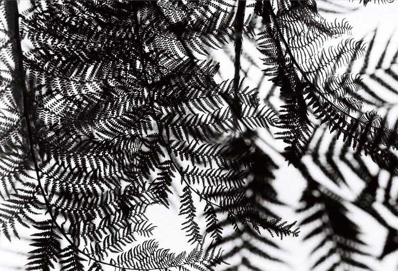 Film photograph of a fern