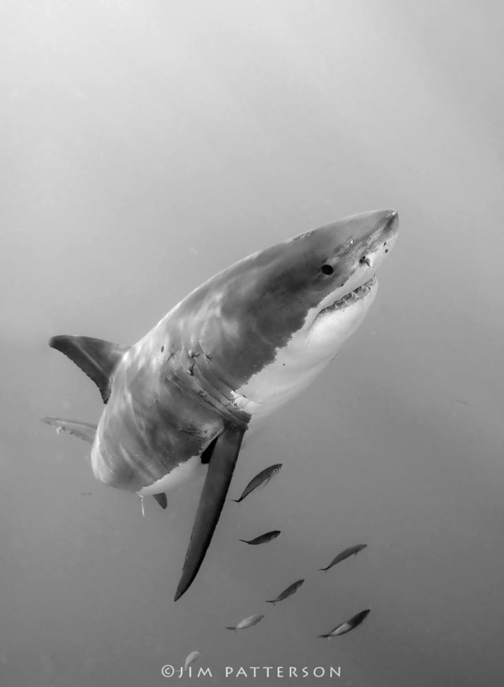 Underwater photograph of a Great White Shark
